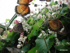 Beautiful Butterflies @ Penang Butterfly Farm