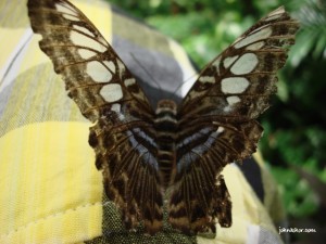 Upclose of the butterfly @ Penang Butterfly Farm