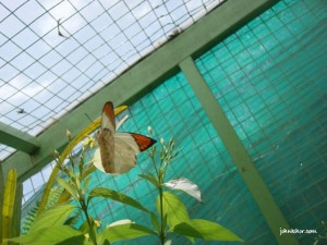 Another of my girlfriend's favorite shots @ Penang Butterfly Farm