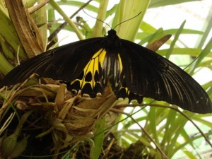 A rather cool butterfly @ Penang Butterfly Farm
