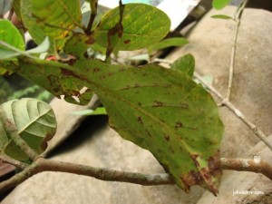 Java leaf insect @ Penang Butterfly Farm