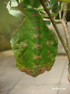 Java leaf insect @ Penang Butterfly Farm