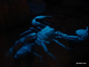 Fluoroscent scorpion @ Penang Butterfly Farm