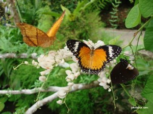 Beautiful butterfly @ Penang Butterfly Farm