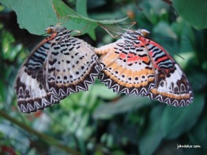 Rare sighting of butterflies mating @ Penang Butterfly Farm