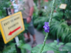 We are going home @ Penang Butterfly Farm