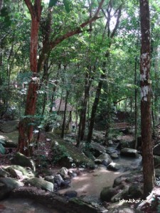 A small stream of river @ Taman Rimba Teluk Bahang Penang